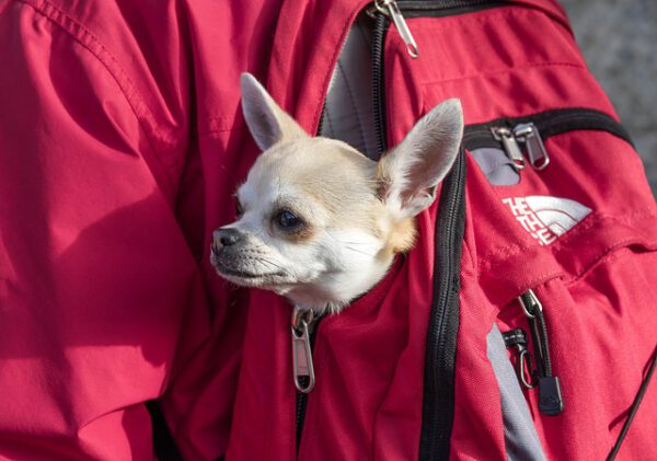 Urlaub mit Deinem Hund - ein Ratgeber für jede Reise