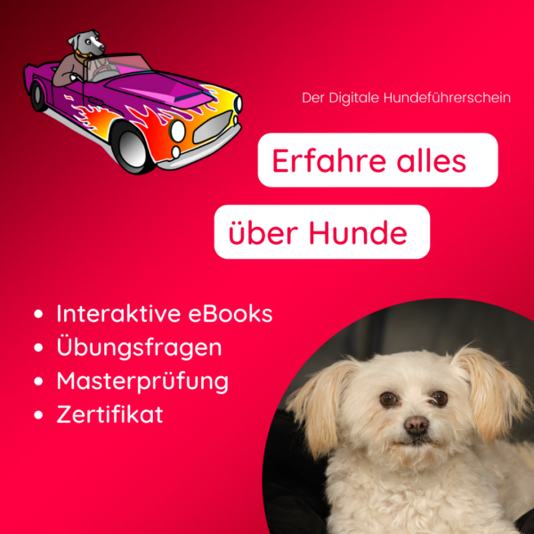 Onlinekurs die efektivsten Grundlagen der Hundehaltung